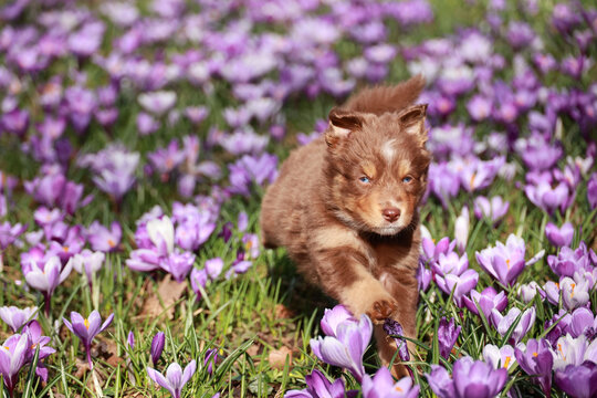 A brown and white dog is running through a field of purple flowers