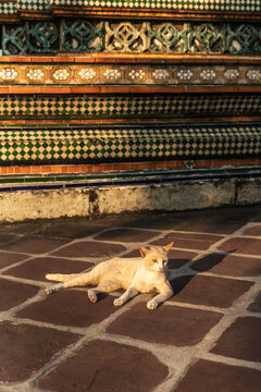 Cat Resting on the Ground Near Temple Steps in Daylight