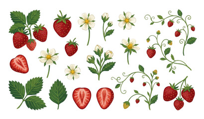 Hand drawn strawberry botanical vector set with flowers and leaves in gouache inspired style isolated on white background © DhoniChandra