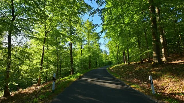 Stra&szlig;e durch einen Buchenwald, Rothenbuch, Spessart, Bayern, Deutschland