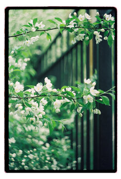 White blossom branches arching over a dark iron fence