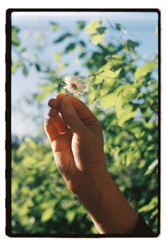 A hand holds up a single daisy against summer foliage