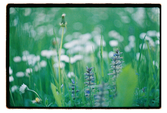 Blue wildflowers rising through a green summer meadow