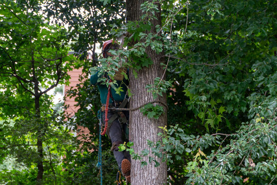 Professional arborist working high in a lush green tree, safely secured with harness and helmet, performing expert tree maintenance and trimming outdoors.