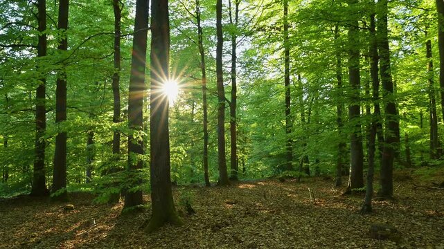 Sonnenuntergang im Buchenwald, Rothenbuch, Spessart, Bayern, Deutschland
