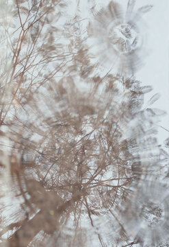 Looking upward at tree branches and leaves through glass