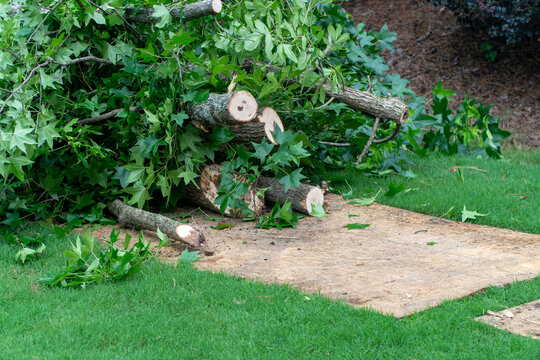 Freshly cut tree branches and logs piled on protective plywood for yard cleanup after storm damage or professional tree removal service. Green leaves and timber debris on grass.