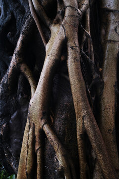 Roots of a tree intertwine closely on a trunk in a forest 