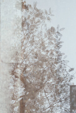 Looking upward at tree branches and leaves through glass