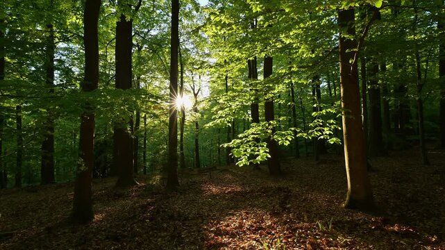Sonnenuntergang im Buchenwald, Rothenbuch, Spessart, Bayern, Deutschland