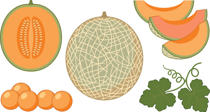 Fresh Cantaloupe Melon Vector Illustration Set with Whole, Halved, Sliced, Seeded, and Honeydew Style Fruit Isolated on Transparent Background