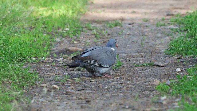 Common wood pigeon (Columba palumbus) searching for food and small stones on the forest floor