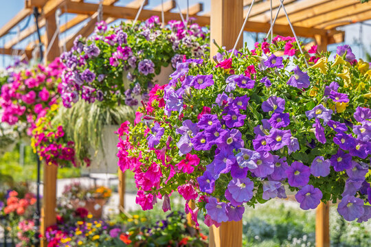 Brightly colored petunias in hanging baskets at a vibrant garden or patio