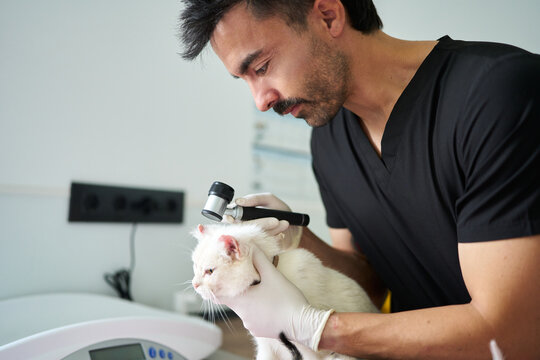Veterinarian checking ear of cat with otoscope