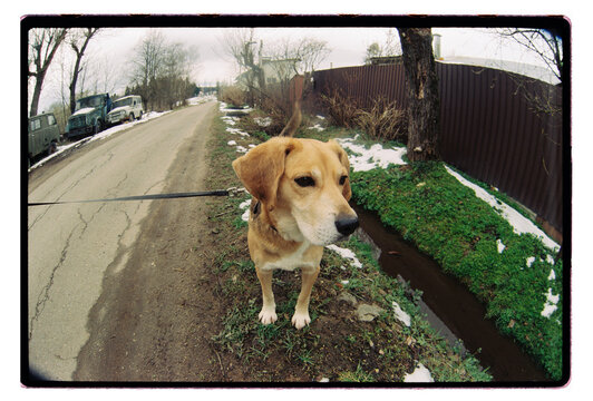 A dog pauses and gazes up during a walk along a melting roadside