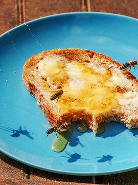 Close-up of honey bees feeding on fresh honey spread over a slice of bread. Several bees collect the sweet food in natural sunlight, showing authentic insect behavior and beekeeping-related activity.