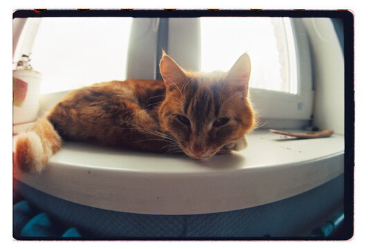 A ginger cat dozes on a sunlit windowsill