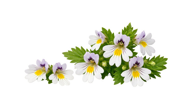 Euphrasia flowers with white petals, purple tips, and yellow centers surrounded by green leaves, isolated on transparent background. Botanical herbal concept, natural healing plant.