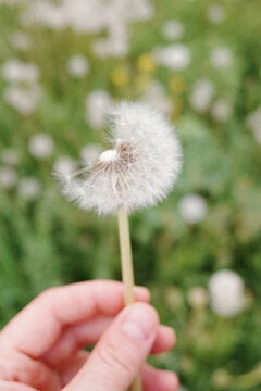 Hand holding dandelion seed head in meadow