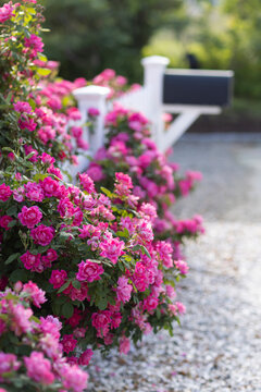 Roses in bloom white picket fence mailbox 