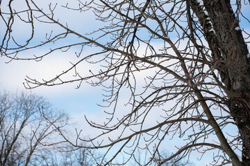 Fototapeta premium leafless winter tree branches interweave against a soft pale blue sky with wispy clouds, a snow-dusted textured trunk at right, creating a quiet, crisp, cold late-winter atmosphere, composition