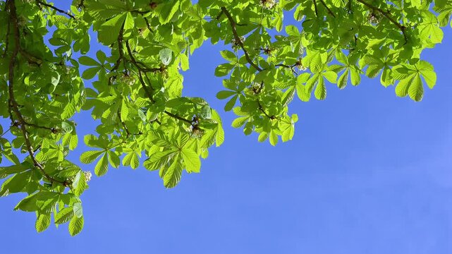 Gr&uuml;ne Bl&auml;tter vor blauem Himmel im Sonnenschein, Rosskastanie (Aesculus), Hessen, Deutschland