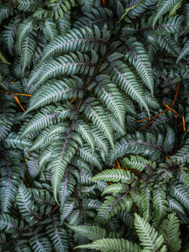Painted Ferns Grow Closely Together in a Natural Setting 