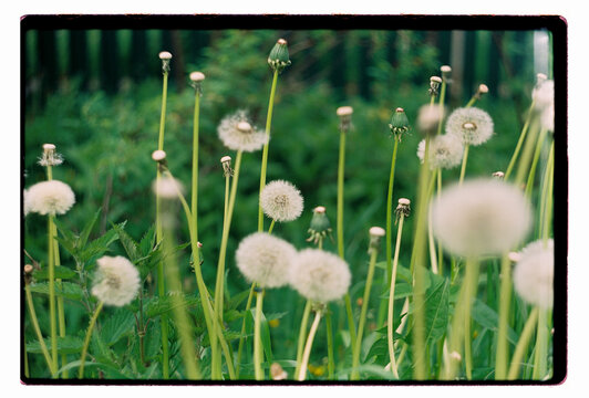 Dandelion seed heads rising above a lush green meadow