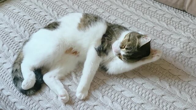 Relaxed domestic cat stretching and grooming on a textured knit blanket, calico fur pattern with white, brown, and black markings, cozy indoor setting.
