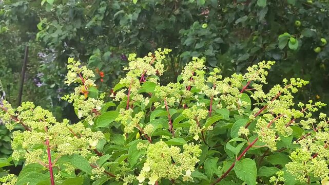 Rain in the garden. Close-up of a lush panicled hydrangea with pale green inflorescences and reddish stems, surrounded by dense foliage and green apples on a tree in the background