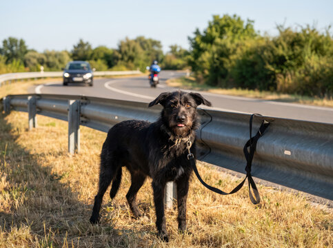A black dog abandoned and tied to a guardrail on the grassy shoulder of the road, as traffic flows along a winding two-lane country road.