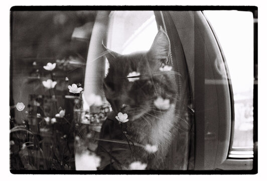 A fluffy cat among wildflowers beside a parked car