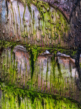 Close-up View of Palm Tree Bark Showing Texture and Green Moss Growth