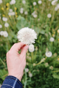 Hand holding dandelion seed head in meadow
