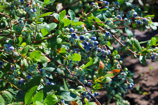 Abundant clusters of ripe and green blueberries thickly cover the branches of a shrub on a sunny summer day. Juicy blue berries contrast with vibrant green leaves against the background of fertile gar