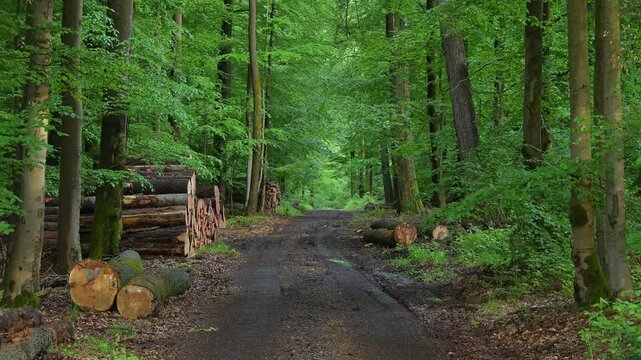 Nasser, matschiger Weg im dichten, gr&uuml;nen Wald mit gestapelten Baumst&auml;mmen entlang der Strecke, Rothenbuch, Spessart, Bayern, Deutschland