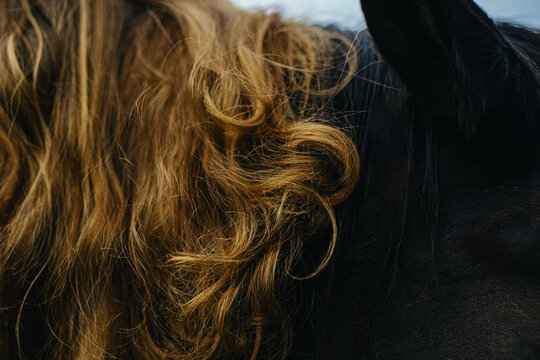 Woman's red-blond long hair against the background of black horse hair