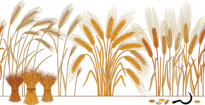 Rice Plant Growth Stages Vector Illustration Set with Paddy, Wheat Ears, Harvest Sheaves, Grain, and Agricultural Farming Elements Isolated on White Background