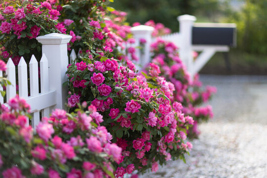 Rose in bloom white picket fence 