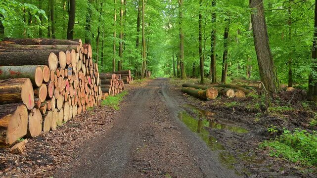 Nasser, matschiger Weg im dichten, gr&uuml;nen Wald mit gestapelten Baumst&auml;mmen entlang der Strecke, Rothenbuch, Spessart, Bayern, Deutschland