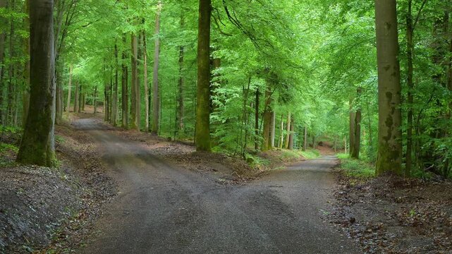 Eine Weggabelung im gr&uuml;nen Wald bietet zwei ruhige Pfade, umgeben von hohen B&auml;umen, Rothenbuch, Spessart, Bayern, Deutschland
