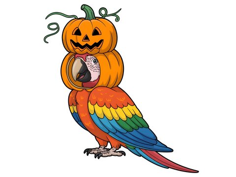 Cute colorful parrot bird wearing a carved jack o lantern pumpkin costume for a fun halloween party