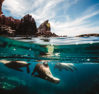 Split Shot of Sea Lions Colony by Red Rock Coastline 