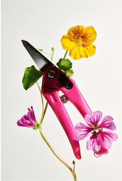 Bright light: flowers with scissors