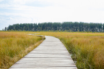Obraz premium Wooden boardwalk through a swamp leading to a pine forest in a nature reserve. Eco path for outdoor hiking and exploration. Scenic landscape of wilderness and environmental leisure.