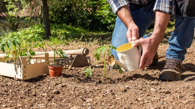 Close-up of a farmer's hands watering a tomato plant in an organic field with an old metal watering can. Garden work in spring. Traditional agriculture.