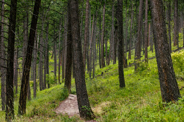 Fototapeta premium A peaceful hiking path winds through a dense northwest Montana forest, surrounded by towering trees and lush wilderness in a vertical outdoor landscape.