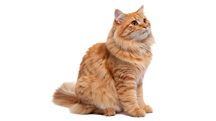 Fluffy domestic longhair ginger cat standing looking alert isolated on transparent background © Anatoli