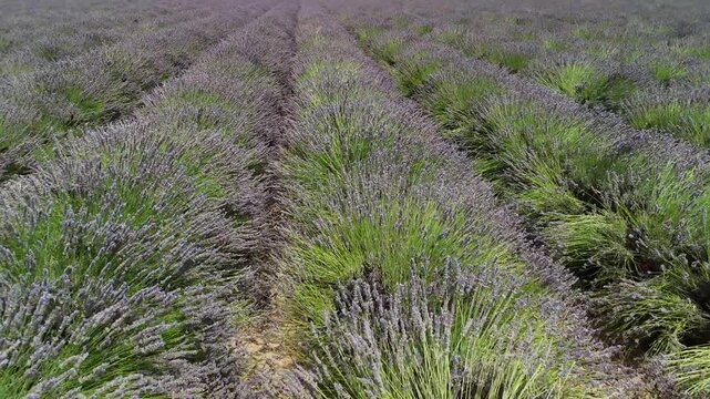 lavander fields provence france aerial drone 