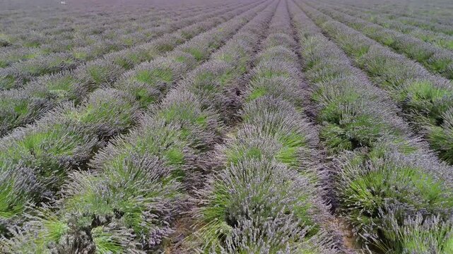 lavander fields provence france aerial drone 